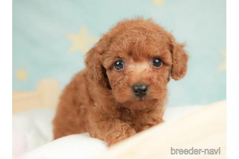 成約済の千葉県のトイプードル-210417の5枚目